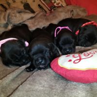 Chiots staffordshire bull terrier à réserver #4