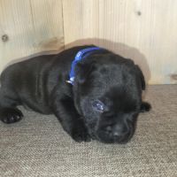 Chiots staffordshire bull terrier à réserver #6