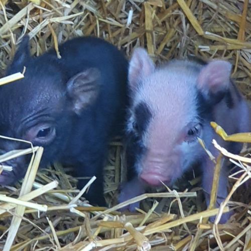 Micro-cochon mâle noir #1