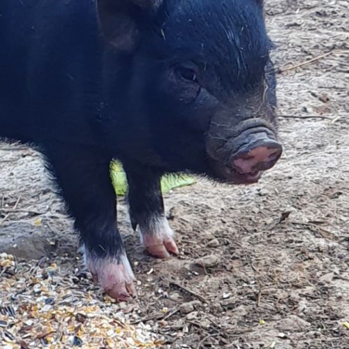 Micro-cochon mâle noir #2