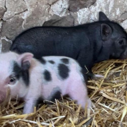 Micro-cochon mâle noir