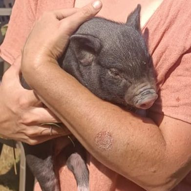 Micro-cochon mâle noir #4