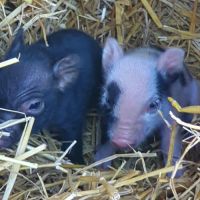 Micro-cochon mâle noir #1