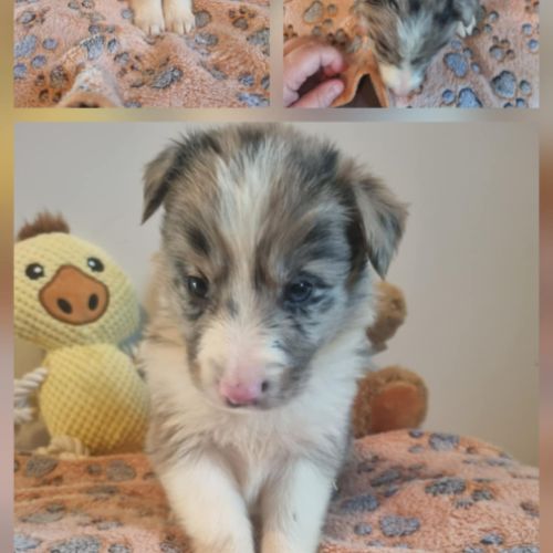 Magnifique chiot border collie bleu merle