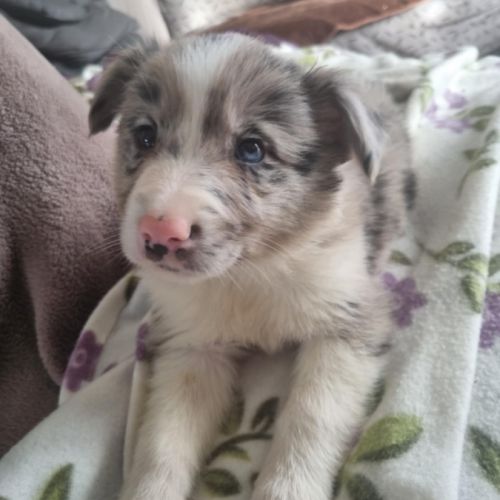Magnifique chiot border collie bleu merle