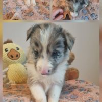 Magnifique chiot border collie bleu merle