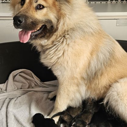 Chiots eurasier lof à réserver #1