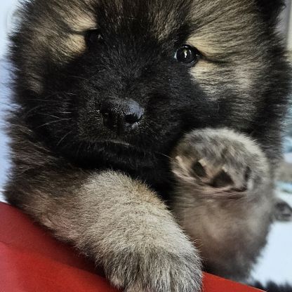 Chiots eurasier lof à réserver #4