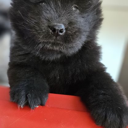 Chiots eurasier lof à réserver #5