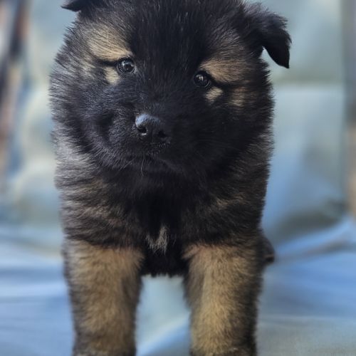 Chiots eurasier lof à réserver #0