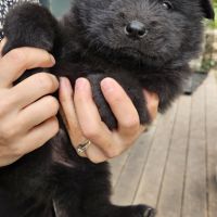 Chiots eurasier lof à réserver #2