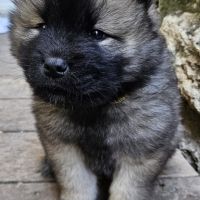 Chiots eurasier lof à réserver #3