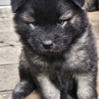 Chiots eurasier lof à réserver #6