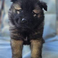 Chiots eurasier lof à réserver
