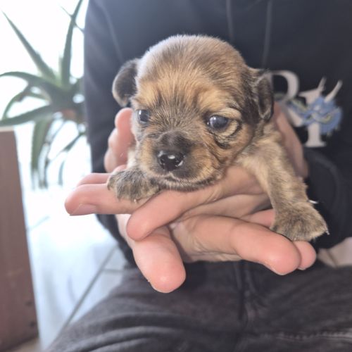 A réserver  2 mâles chiot chihuahua poil long #1