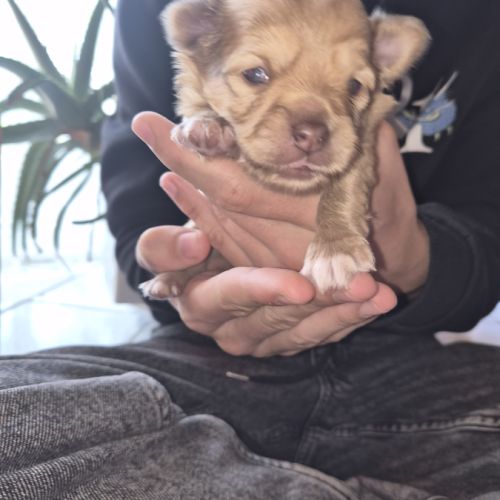 A réserver  2 mâles chiot chihuahua poil long #3