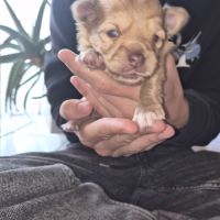 A réserver  2 mâles chiot chihuahua poil long #3