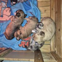 A réserver  2 mâles chiot chihuahua poil long #5