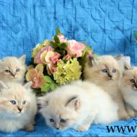 9 superbes chatons siberiens loof hypoallergenique