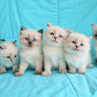 6 superbes chatons siberiens loof hypoallergenique #0