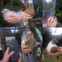 Vente de pigeons #1