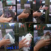 Vente de pigeons #2