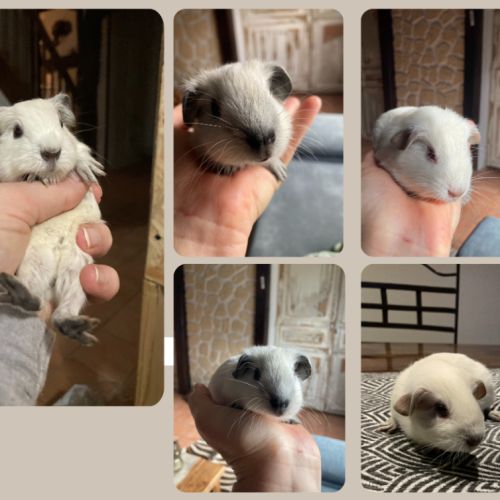 Adorables bébés cochons d’inde #1