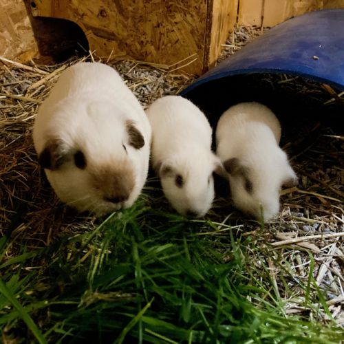 Adorables bébés cochons d’inde #3