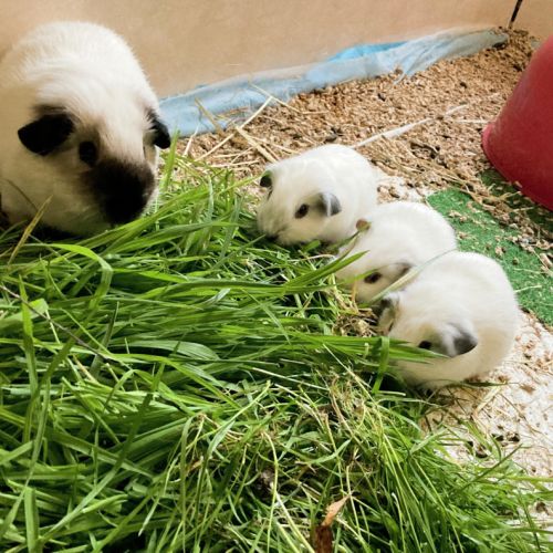 Adorables bébés cochons d’inde #4