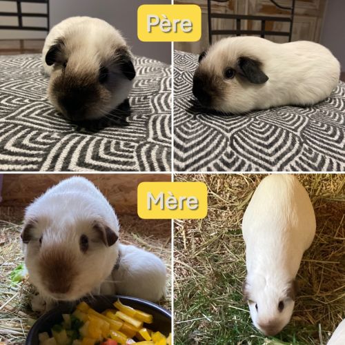 Adorables bébés cochons d’inde