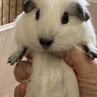 Adorables bébés cochons d’inde #2