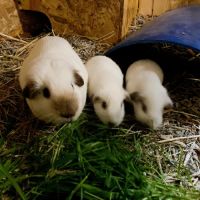 Adorables bébés cochons d’inde #3