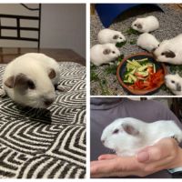 Adorables bébés cochons d’inde #5