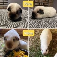 Adorables bébés cochons d’inde #0