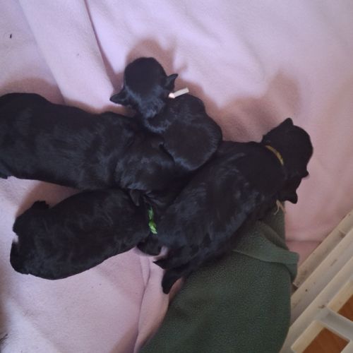 Les chiots affenpinscher lof à vendre #1