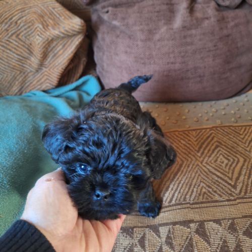 Les chiots affenpinscher lof à vendre #2