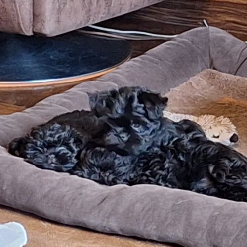 Les chiots affenpinscher lof à vendre #3