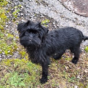 Les chiots affenpinscher lof à vendre #6