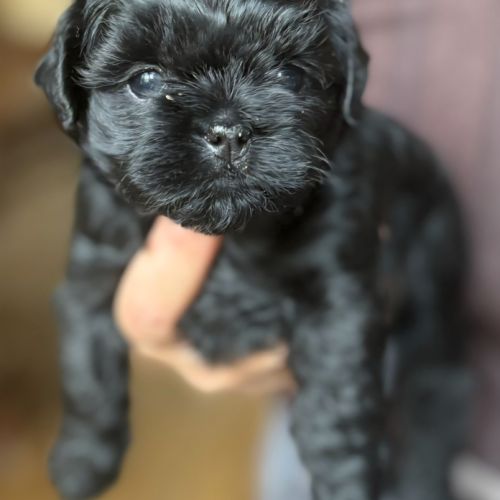 Les chiots affenpinscher lof à vendre #0