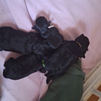 Les chiots affenpinscher lof à vendre #1