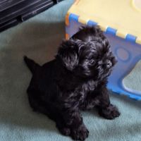 Les chiots affenpinscher lof à vendre #1