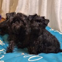 Les chiots affenpinscher lof à vendre #3