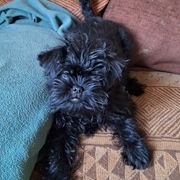 Les chiots affenpinscher lof à vendre #4