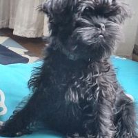 Les chiots affenpinscher lof à vendre