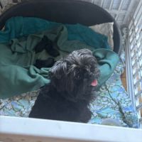 Les chiots affenpinscher lof à vendre #2