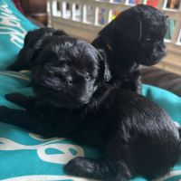 Les chiots affenpinscher lof à vendre #3