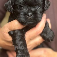 Les chiots affenpinscher lof à vendre #5