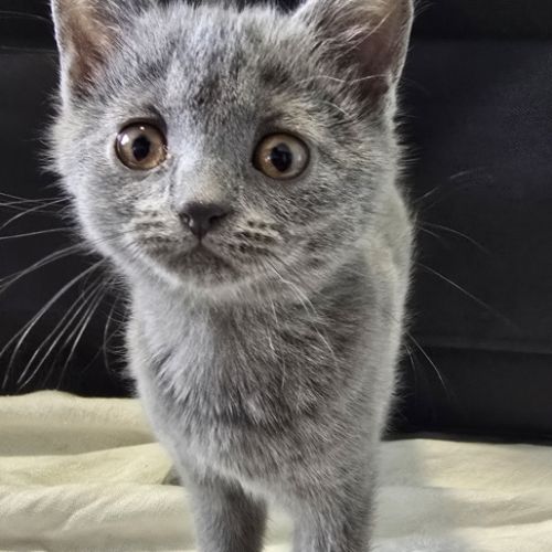 4 chatons chartreux loof disponibles