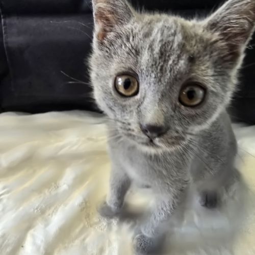 4 chatons chartreux loof disponibles #3