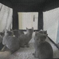 4 chatons chartreux loof disponibles #1